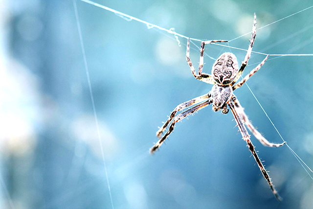 無料夢占い蜘蛛の夢は対人面でのトラブルを暗示している
