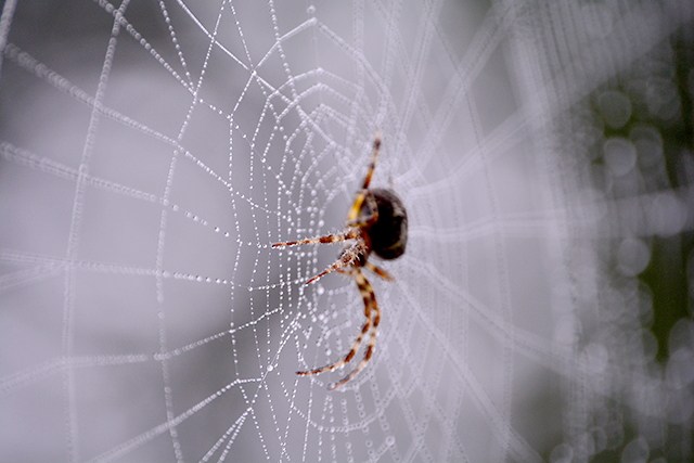 蜘蛛の巣が出てくる蜘蛛の夢の意味
