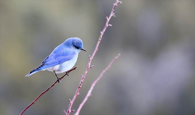 青い鳥の夢の意味